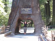 Tree Chandelier